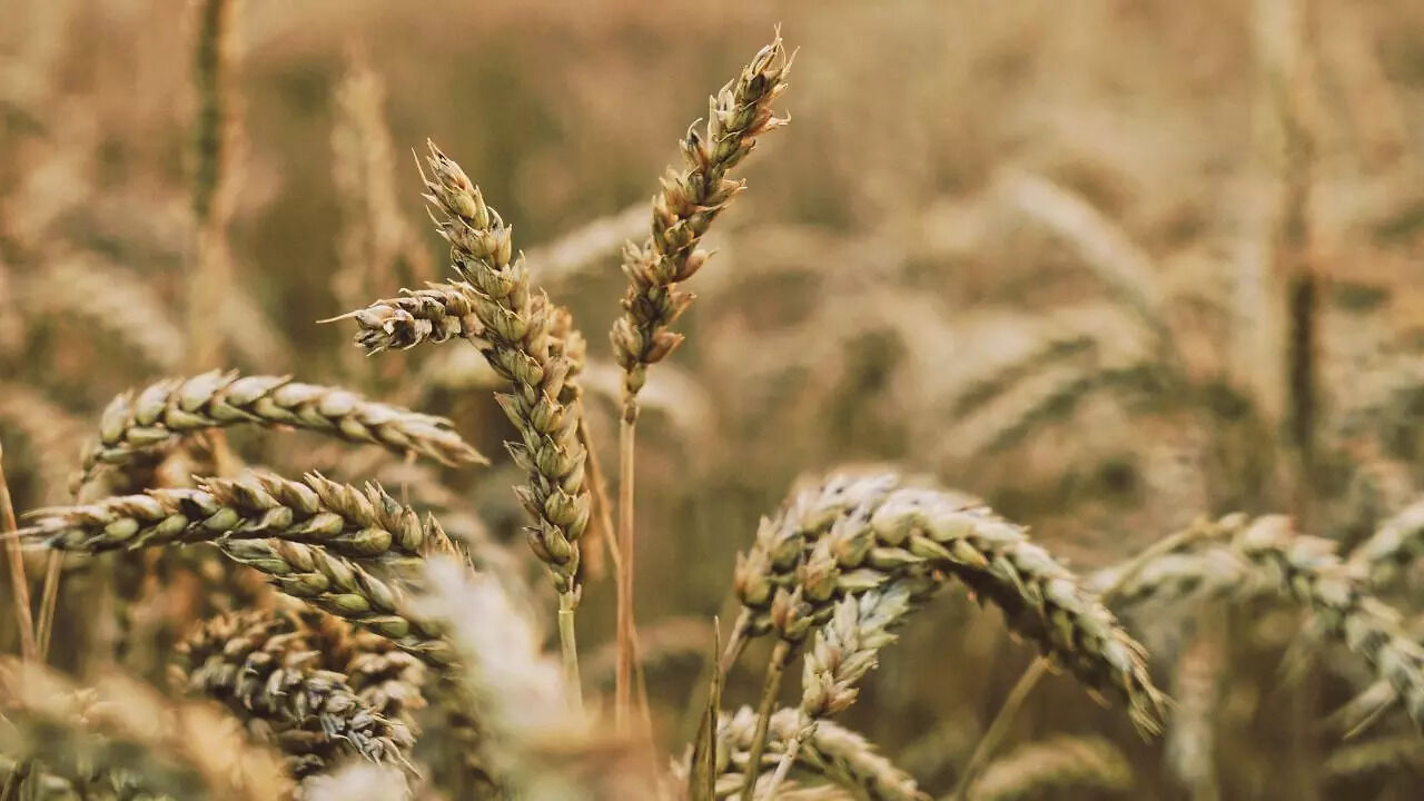 Barley Water | Discover the Benefits of Barley Water; Make Your Own at Home - Vimarsana News