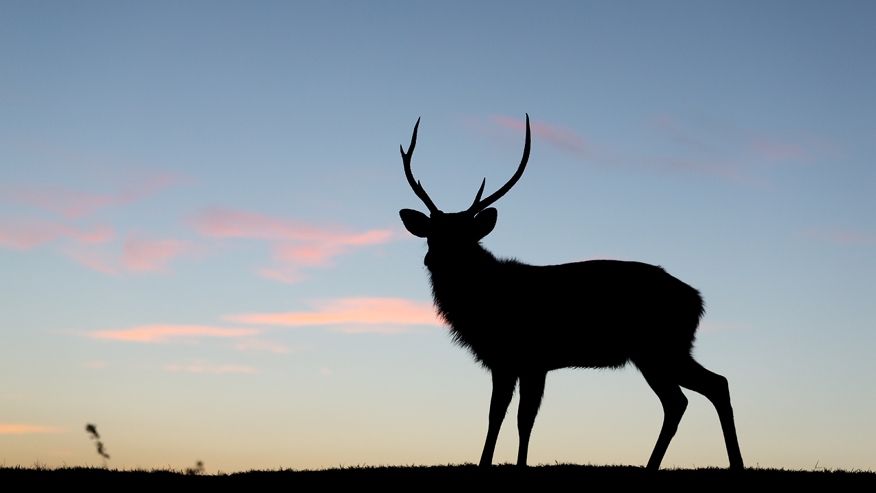 Two 'Witches Caught Eating' Deer Carcass In Strange Security Camera Footage - Vimarsana News