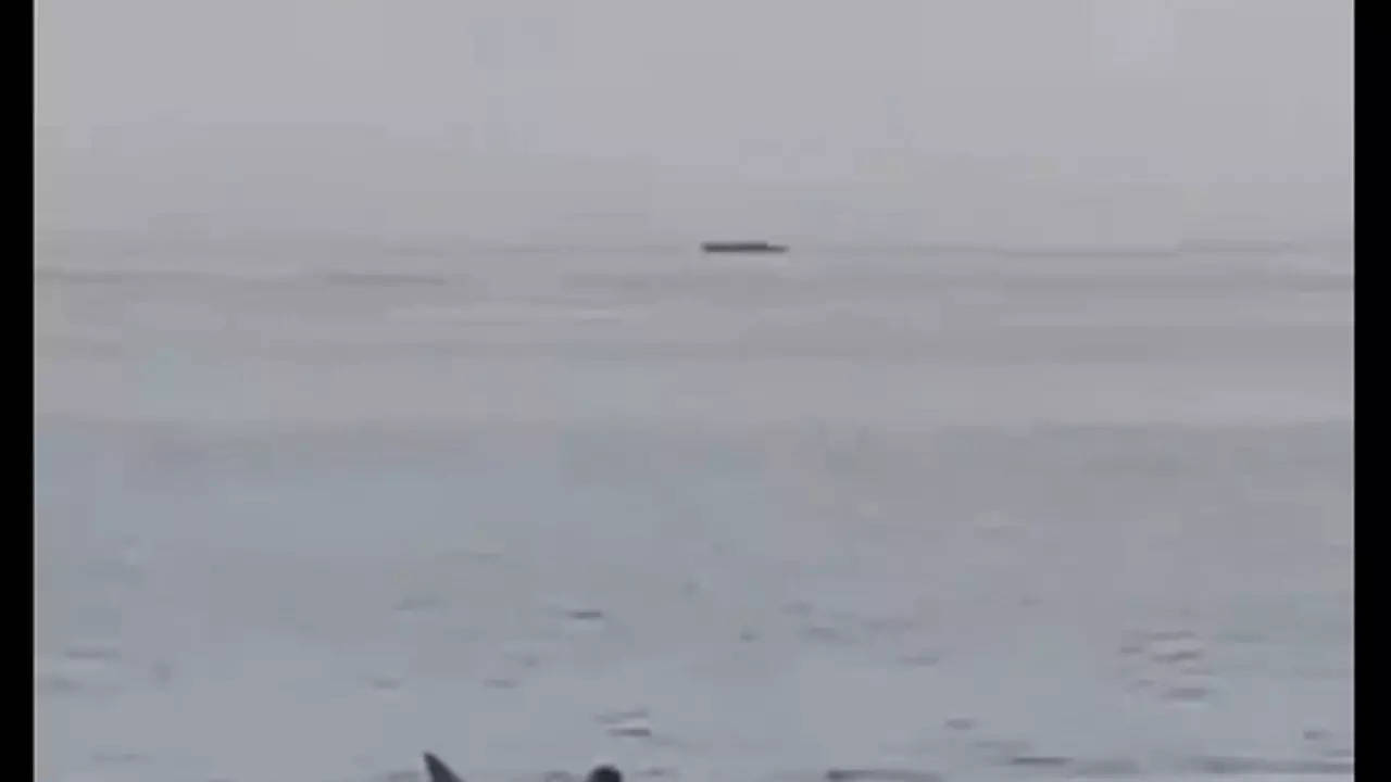 chilling video shows shark attacking russian man; he dies
