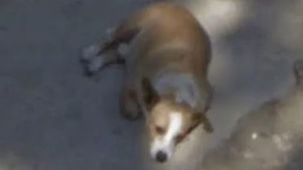 Woman spots late dog on Google Maps