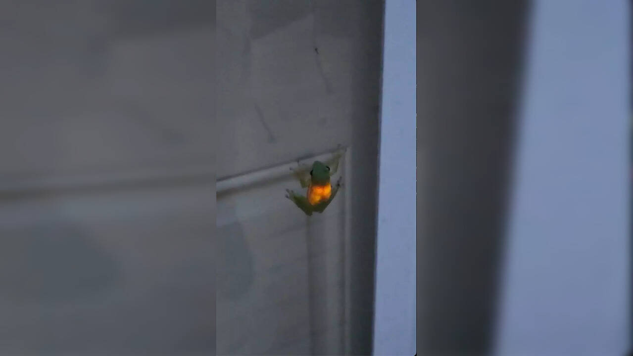 Viral Video Firefly Glows Inside Frog Despite Being Eaten Viral