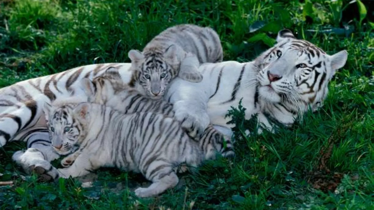 white tiger