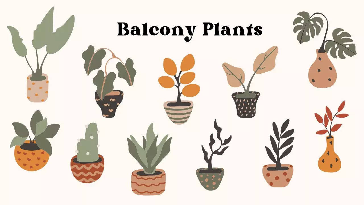 Balcony plants