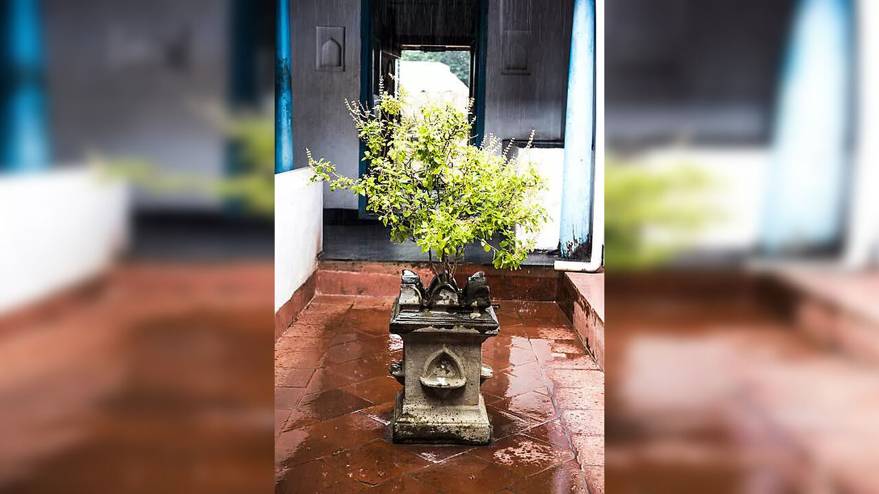Plants and Trees Considered Sacred and Worshipped in Hinduism - Vimarsana News
