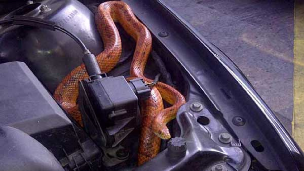 Weird Engine Noise? Woman Discovers Snake Under Her Car's Bonnet - Vimarsana News
