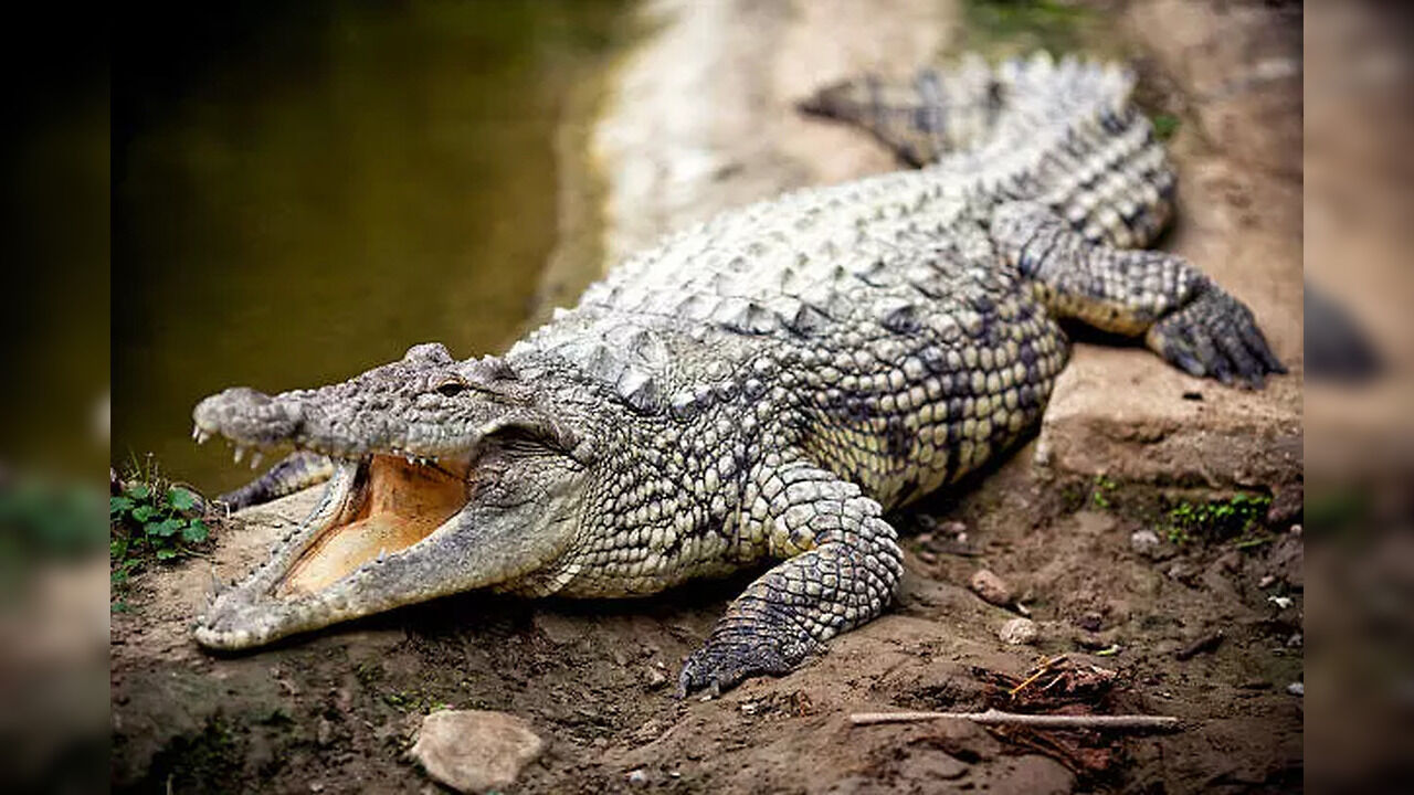 Karnataka: Huge Crocodile Enters House In Athani Village, Attacks Goat - Vimarsana News