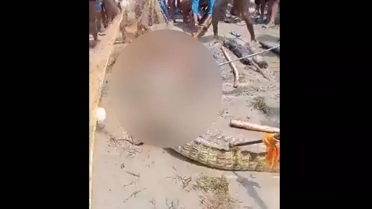 Crocodile beaten to death