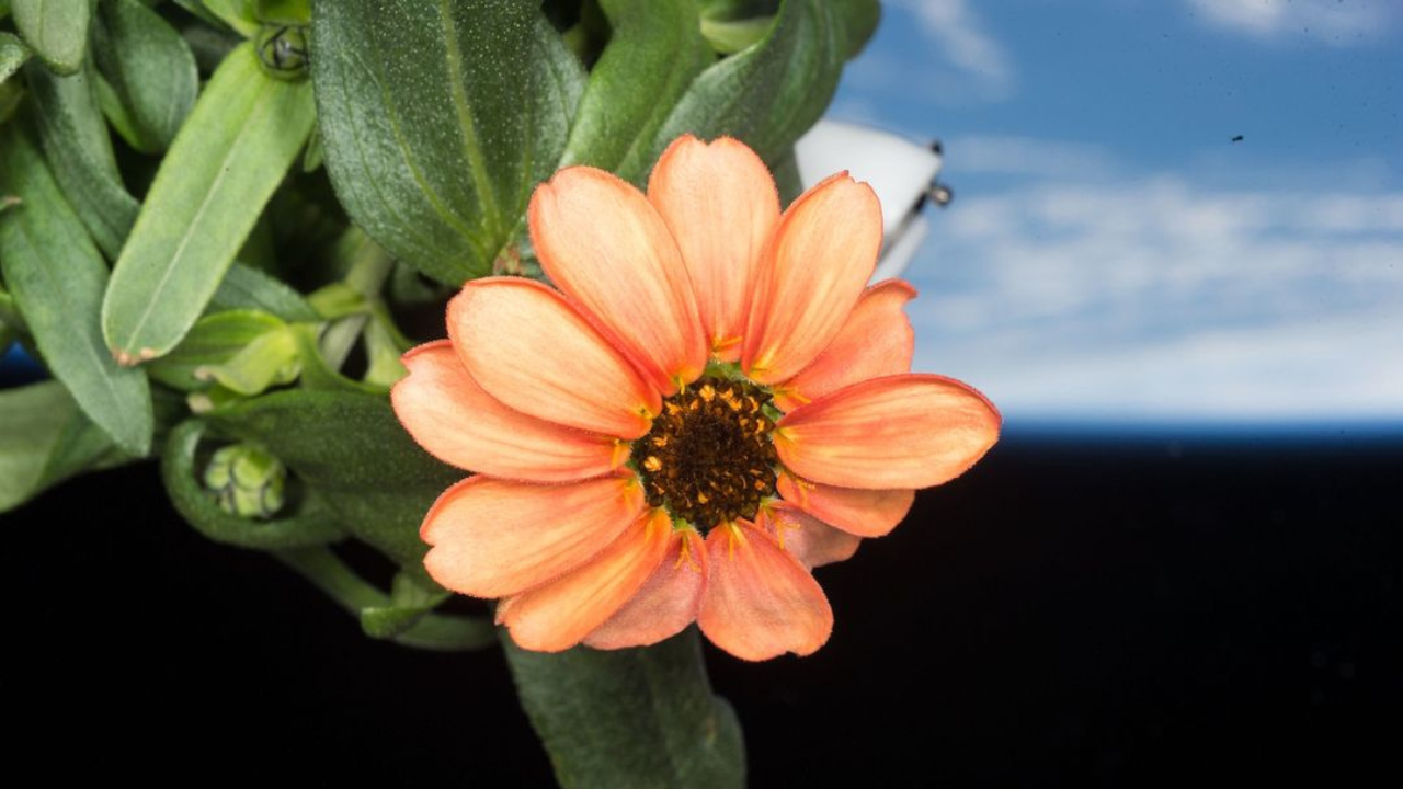 Zinnia flower in space