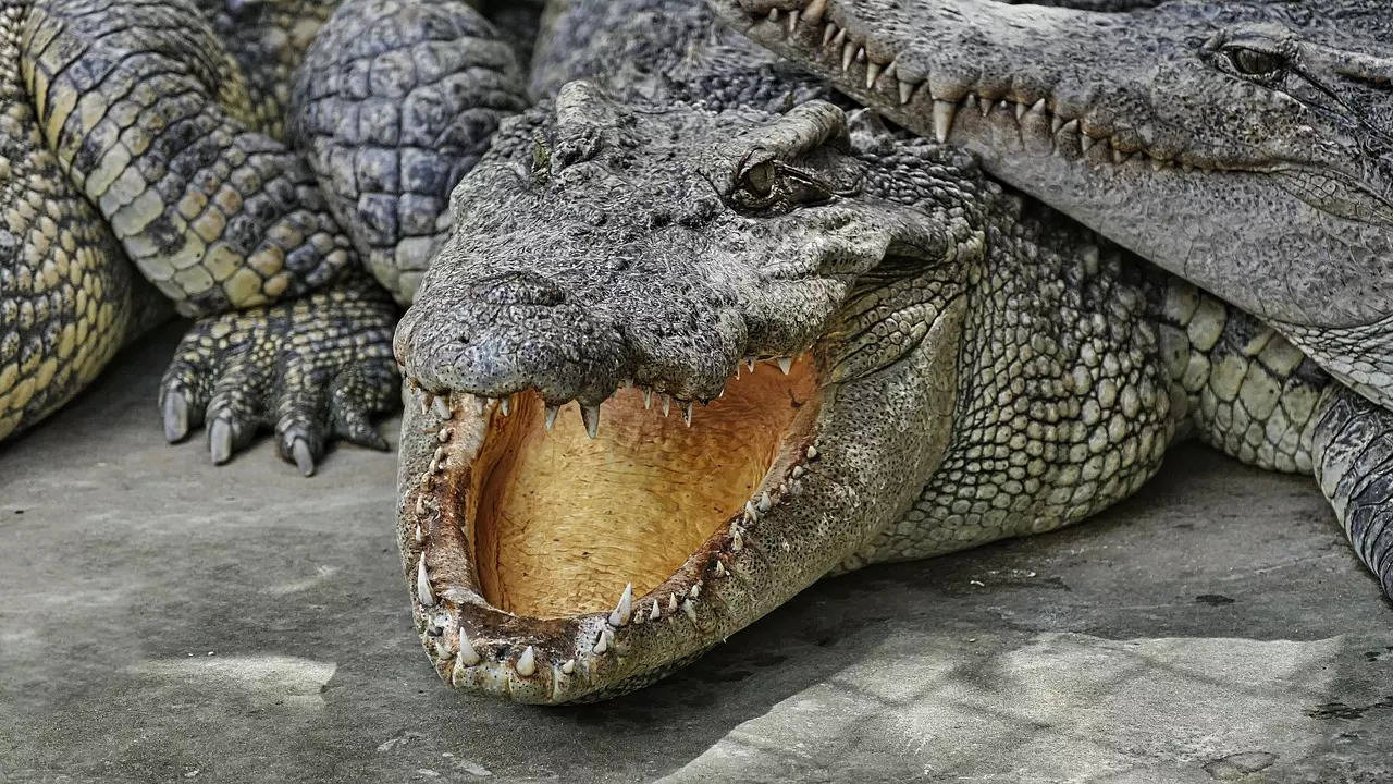 Crocodile Kills On 10-Year-Old Boy (Representative Image)