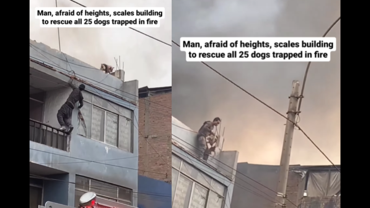 Man Scared Of Heights Scales Burning Building To Save 25 Dogs In Heartwarming Viral Video