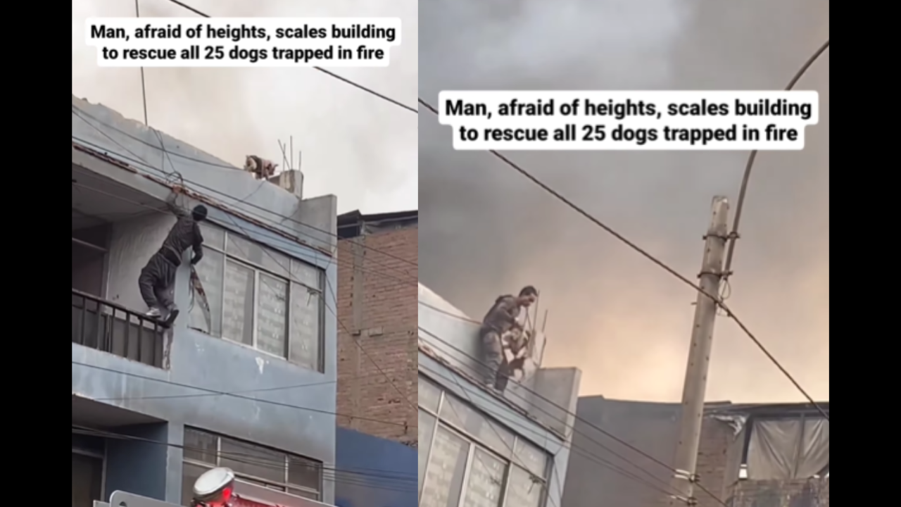 Man afraid of heights scales burning building to save 25 dogs