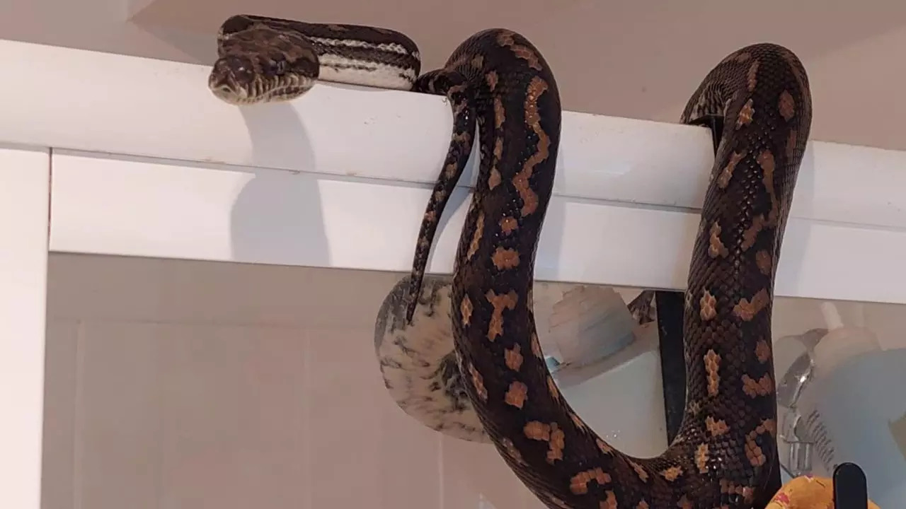 A 6-foot carpet python sits atop an Australian man's shower frame | Image credit: Hudson Snake Catching