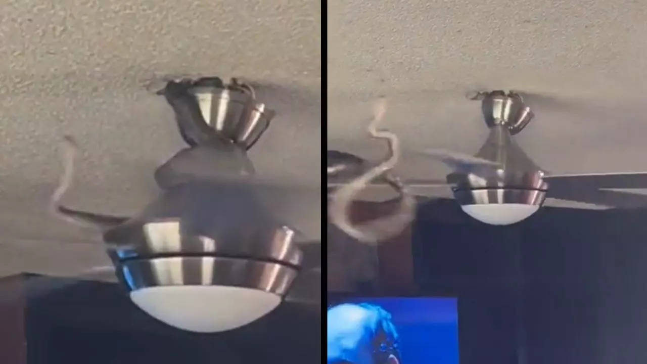 Screenshot of the moment the snake was flung from the ceiling fan in the video| Courtesy: Barstool Sports