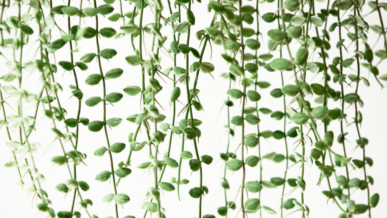 The Simple Way To Propagate A String Of Pearls Plant / Joy Us Garden 