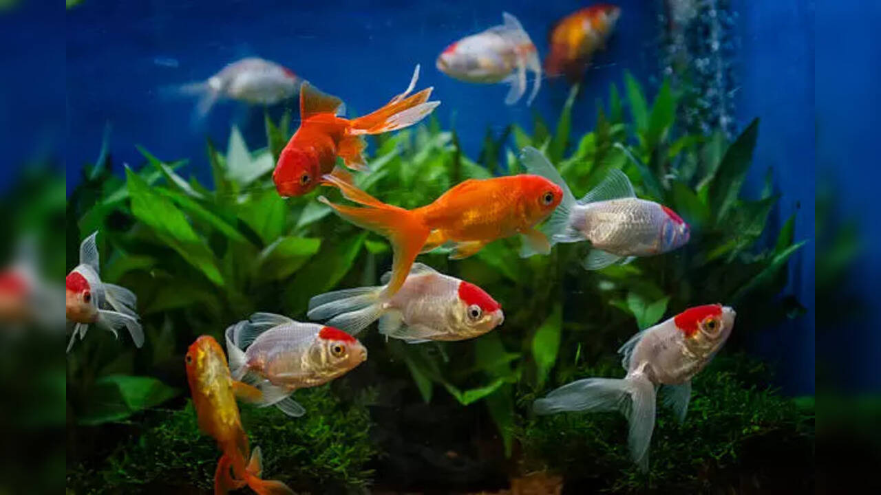 How According to Vastu Keeping Aquariums Can Help You Earn Good Fortune