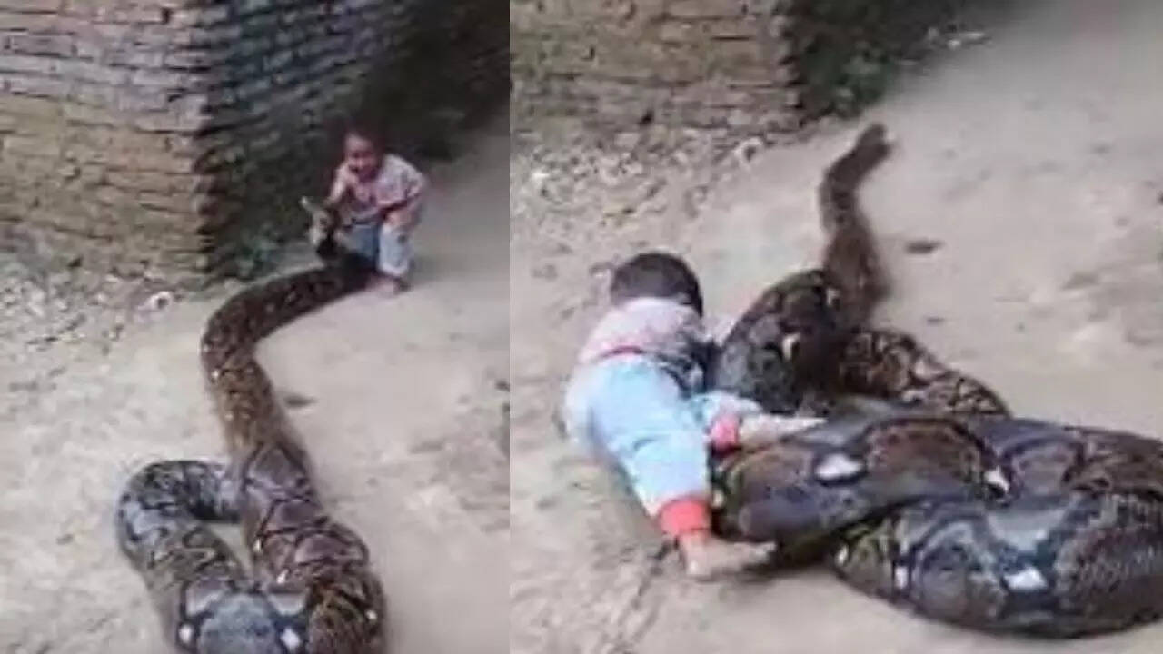 Old Video Of Child Playing With Massive Python Goes Viral, Netizens In ...