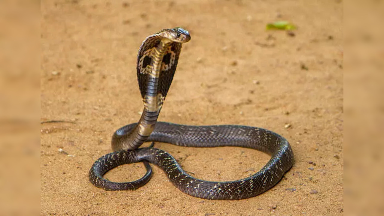 Cobra snake