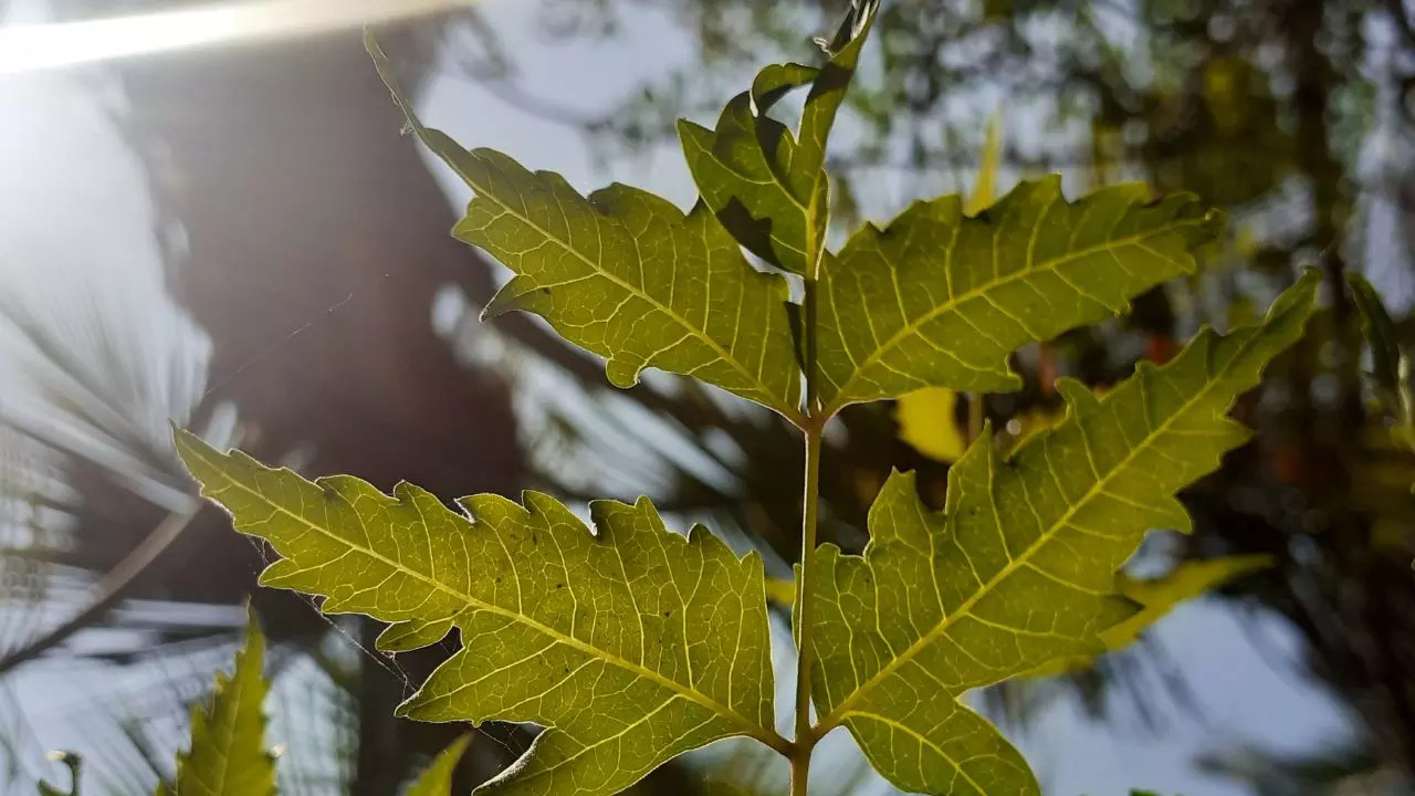 Neem leaves