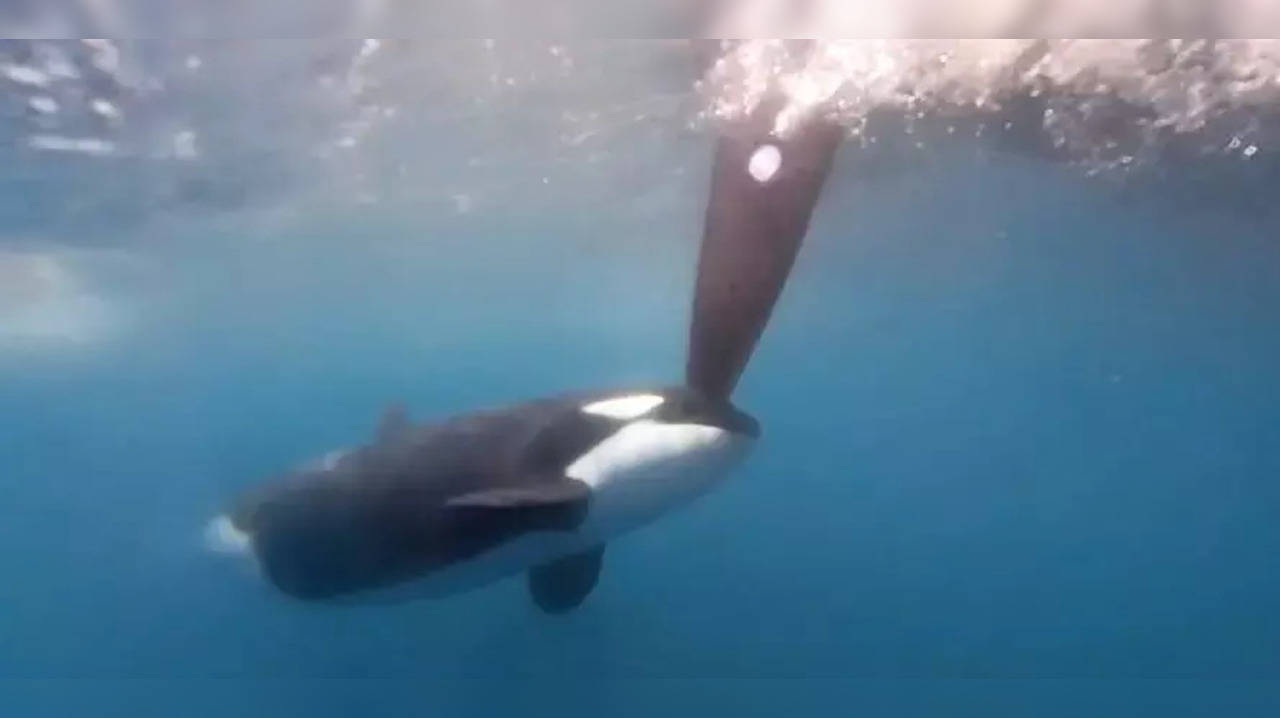 Three orcas attack race boat