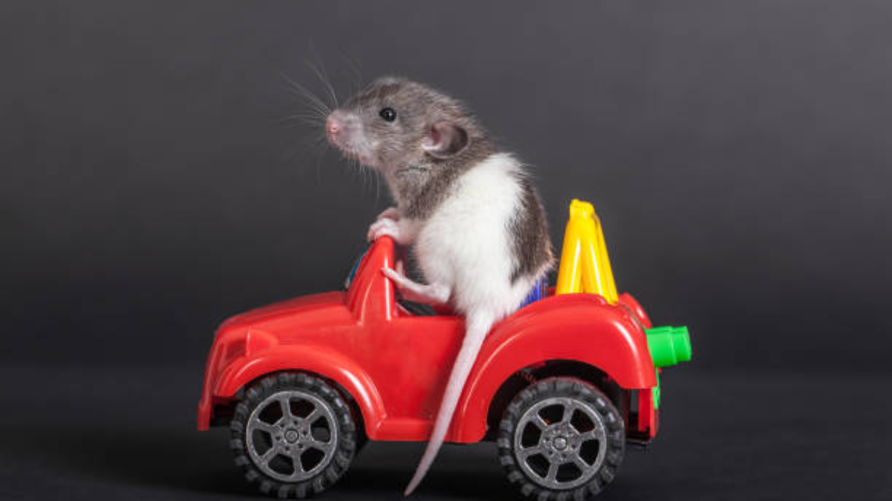 5 Know-How Tips To Keep Rodents Away From Cars During Monsoons (For Representational Purpose)