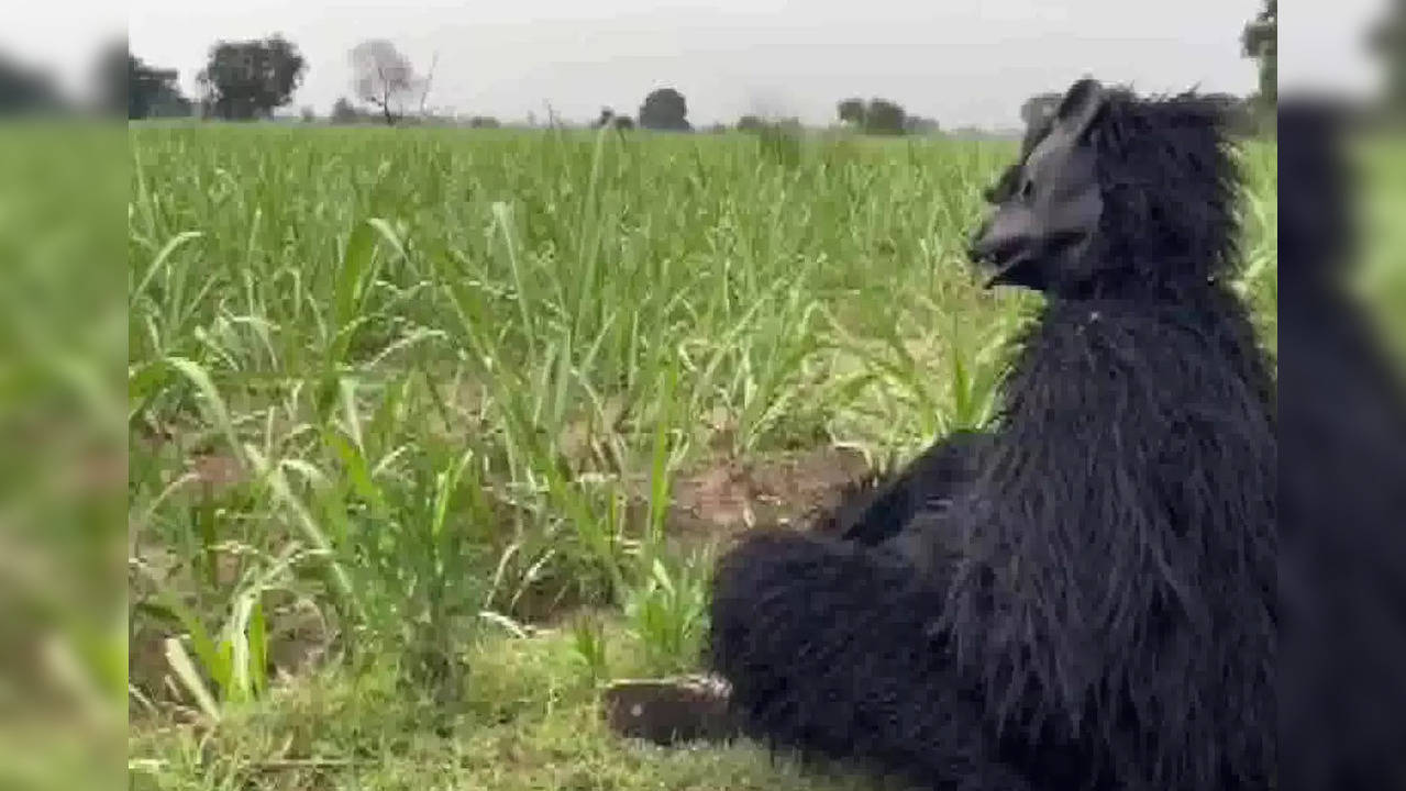 Farmers don bear costumes