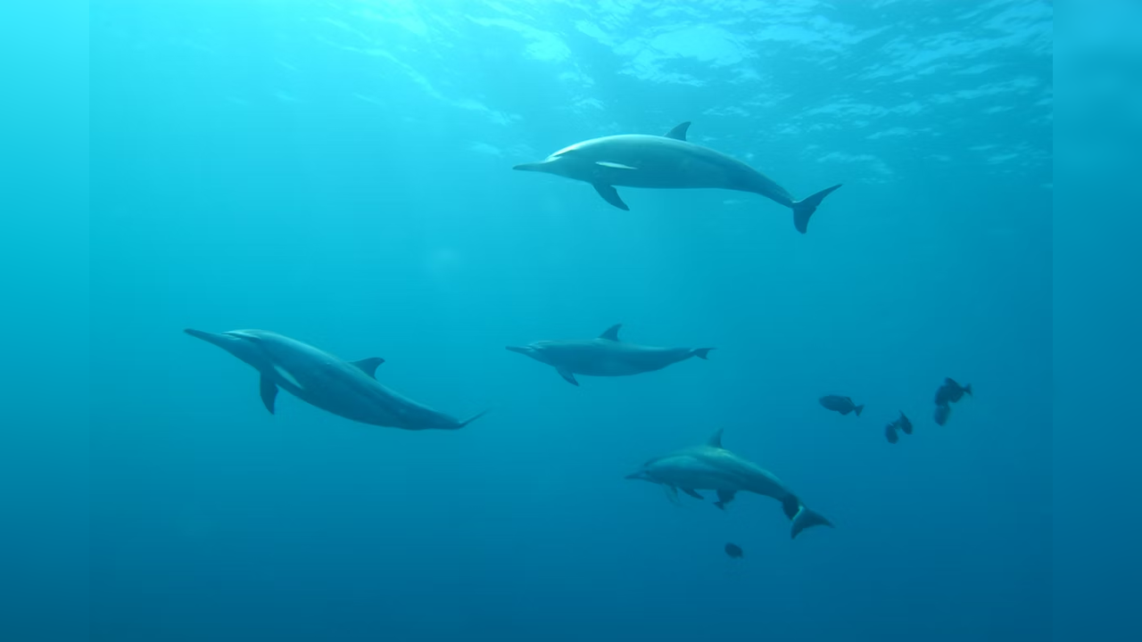 Dolphin moms use 'baby talk' with their calves