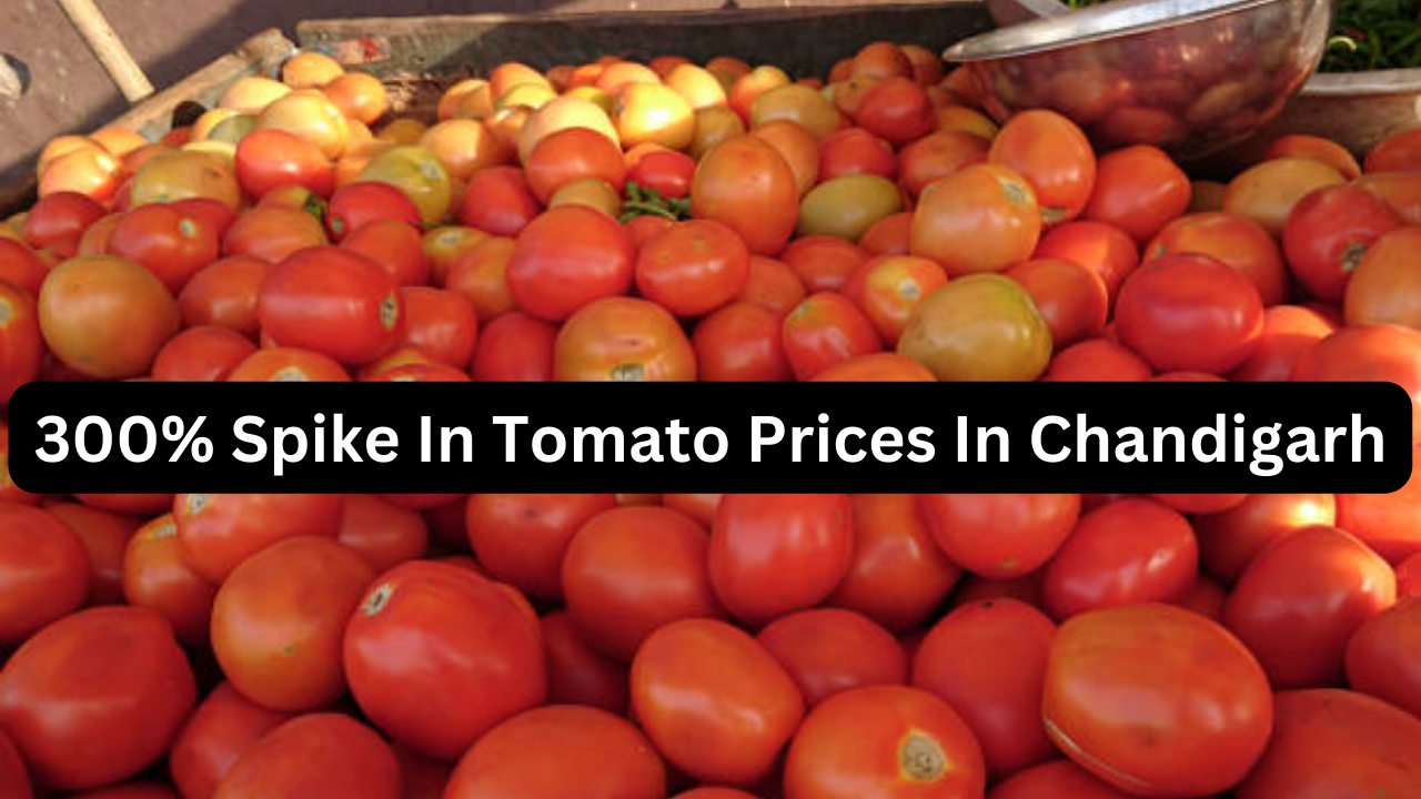 chandigarh tomato prices