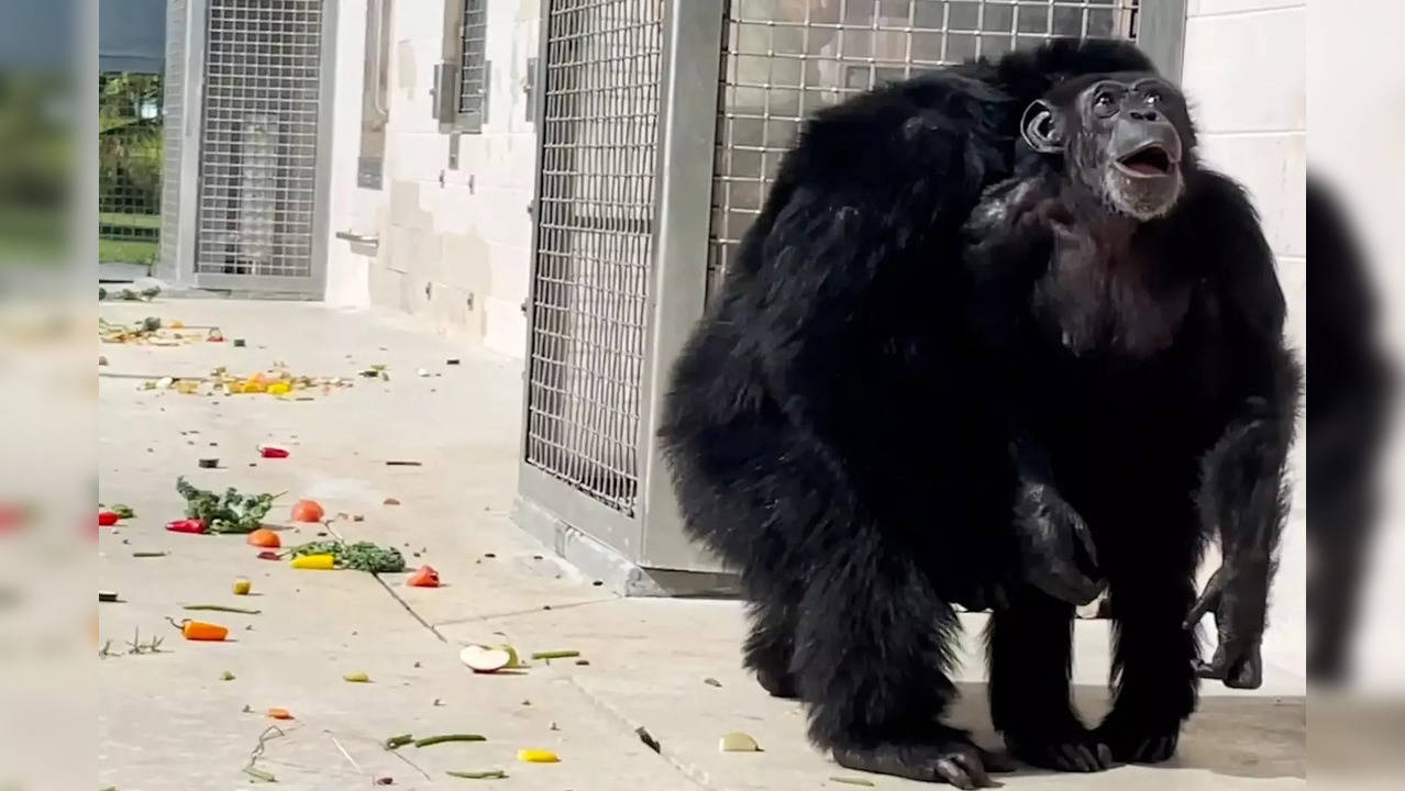 Watch: Chimpanzee caged for her entire life sees sky for the 1st time in 28 years