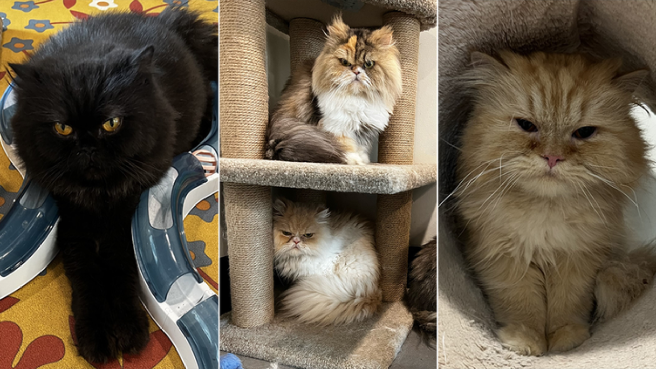 Persian cats sale for adoption