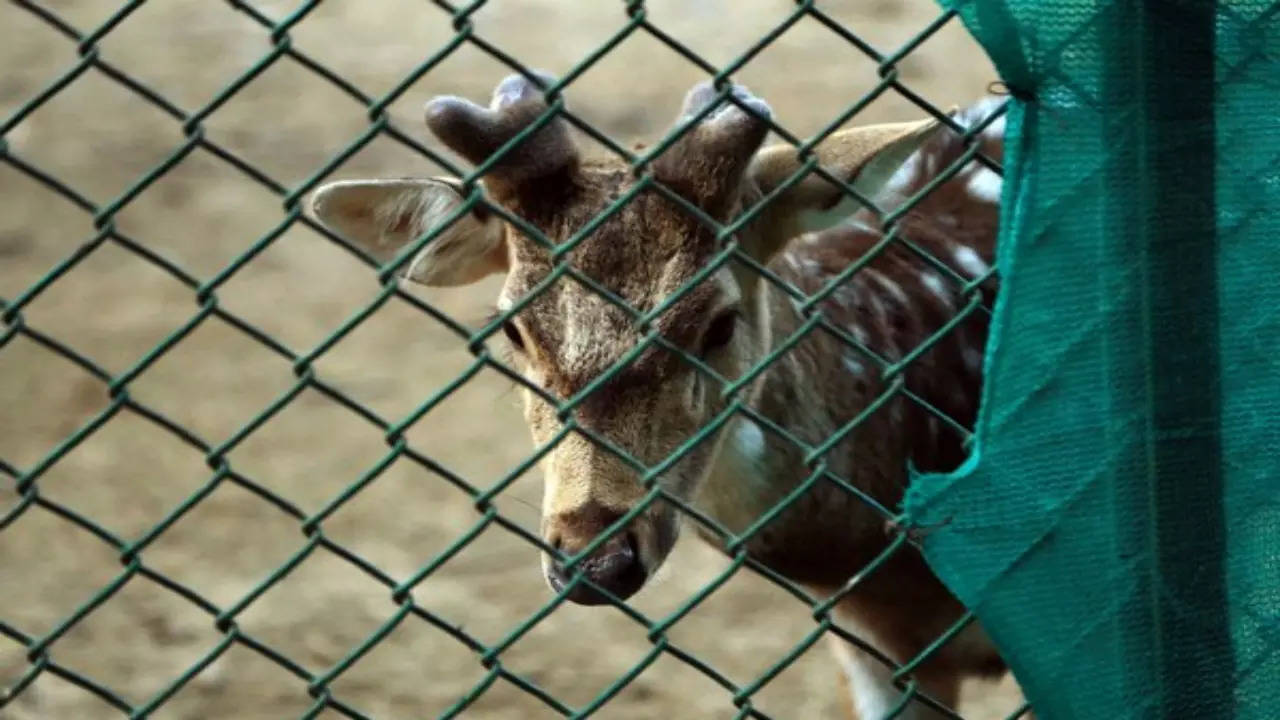 Delhi's popular deer park in Hauz Khas To Be Closed