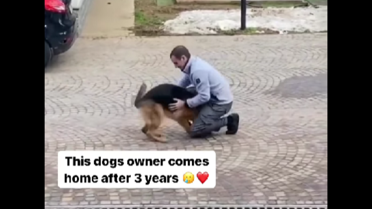 Dog reunites with owner