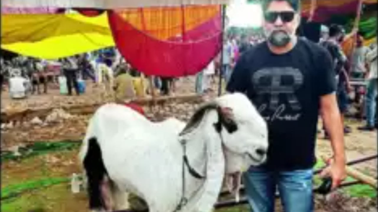 Bakrid 2023 dubagga bakra mandi