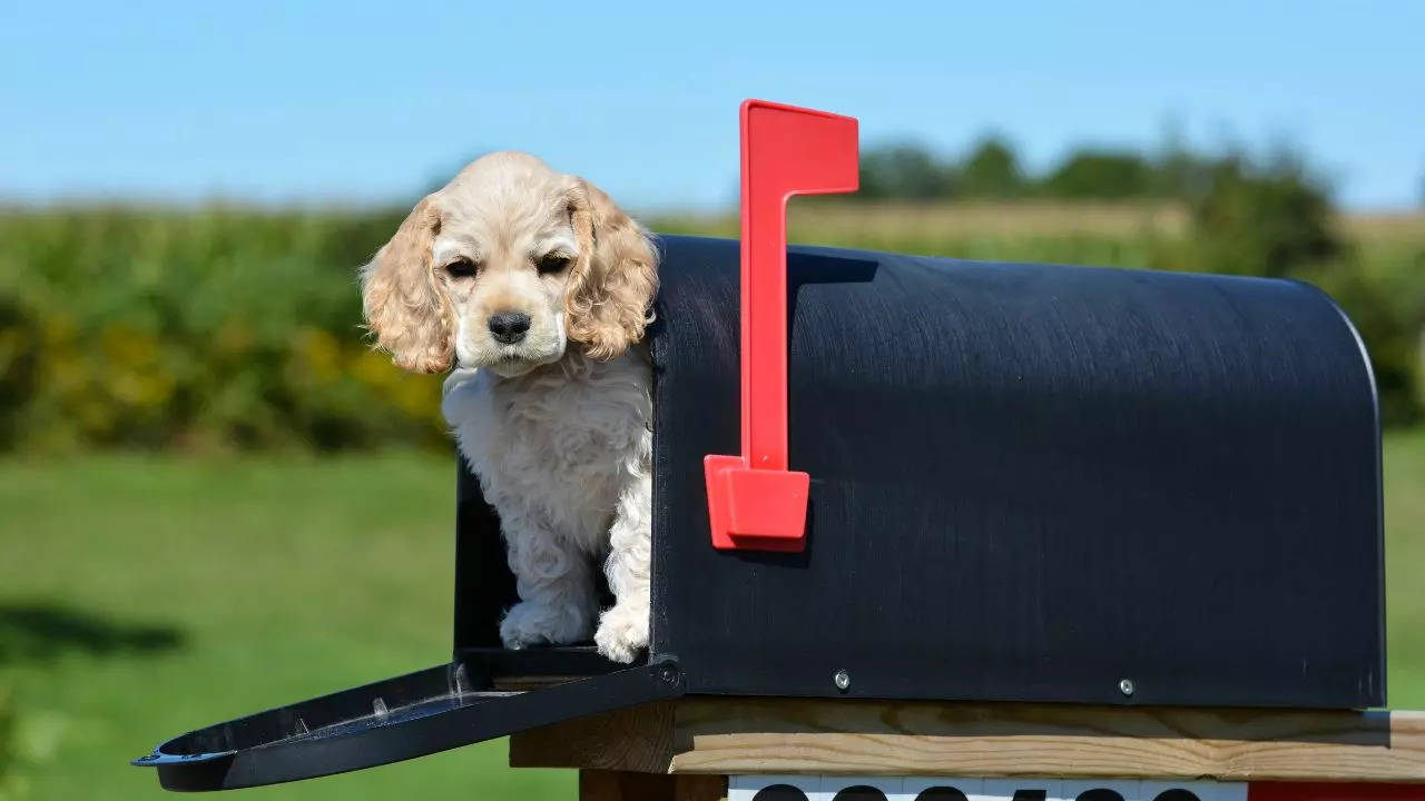 The US Postal Service suspended mail delivery to a Kansas neighbourhood citing safety concerns posed by a dog | Representative image: Canva Pro