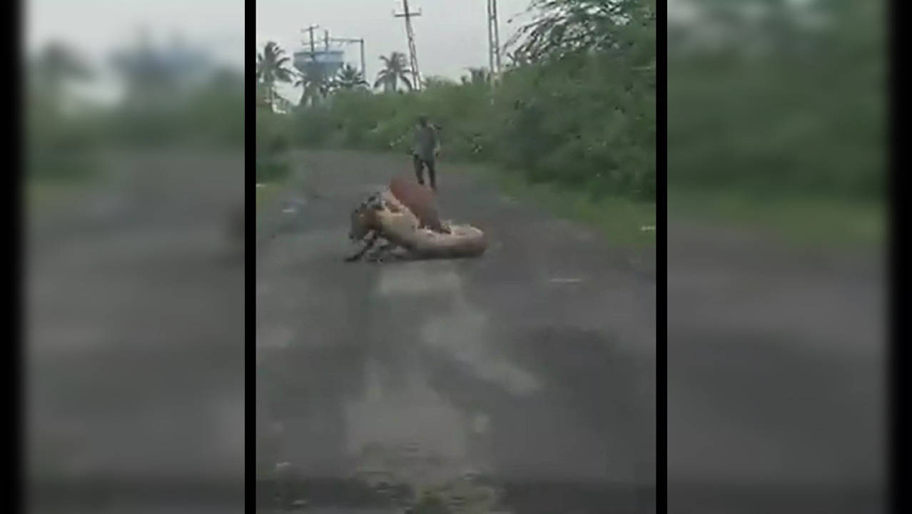 Farmer Saves Cow From Clutches Of Lioness In Gujarat's Gir Somnath