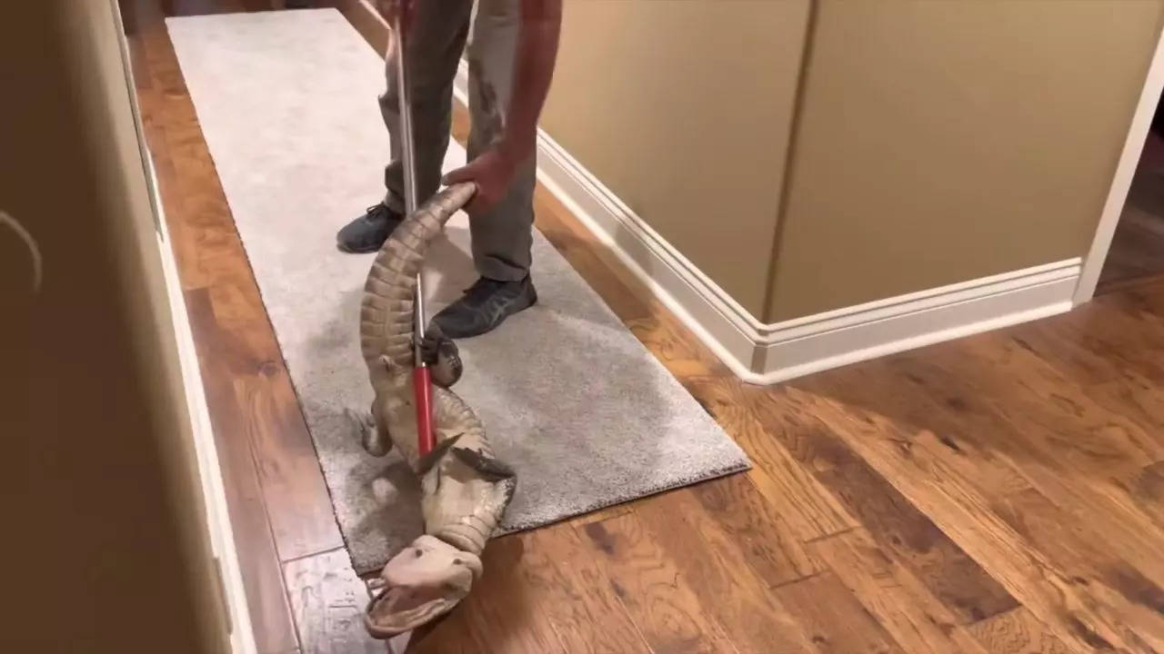 A Louisiana Wildlife and Fisheries official captures the alligator following its dog door entry into the Schultzes' home| Screenshot from KATC video