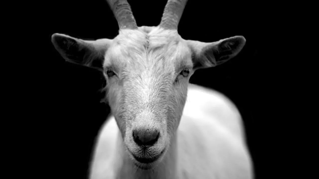 Police in Rewa, Madhya Pradesh intervened to resolve an ownership dispute over a goat on Bakrid | Representative image: Canva Pro