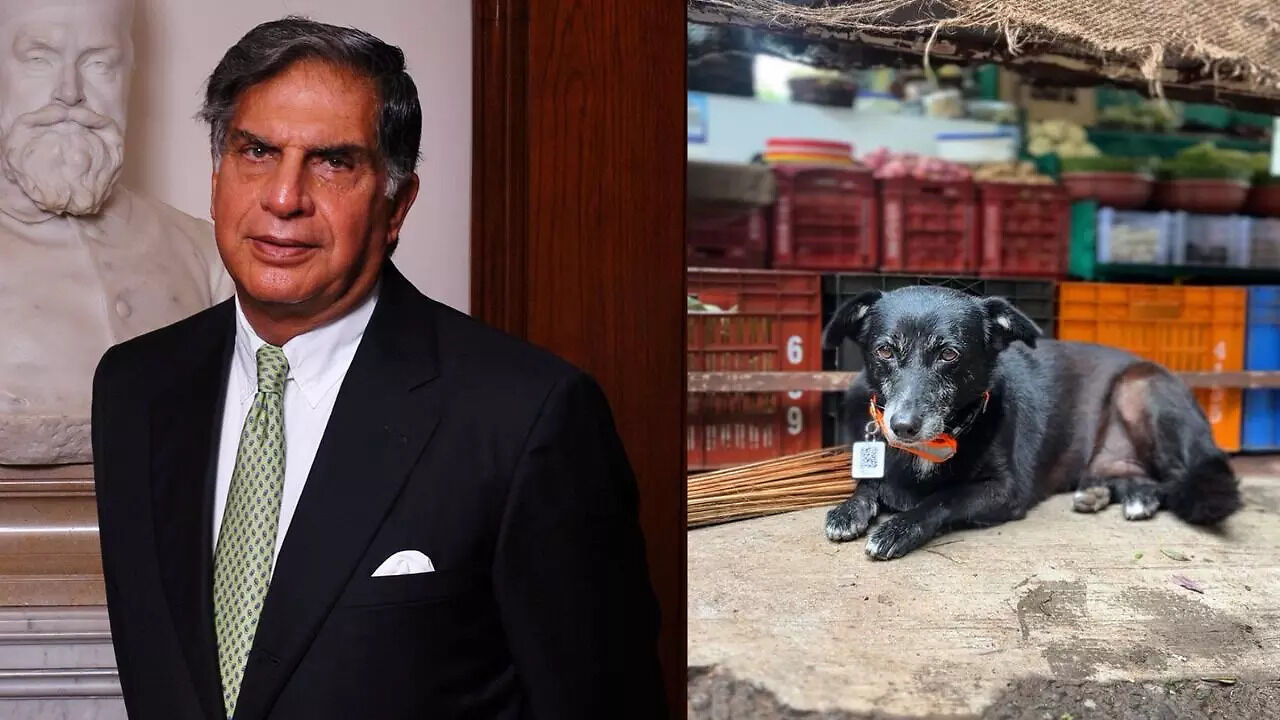 Ratan Tata's Heartwarming Appeal To Watch Out For Stray Animals In Monsoon Wins Hearts - Vimarsana News
