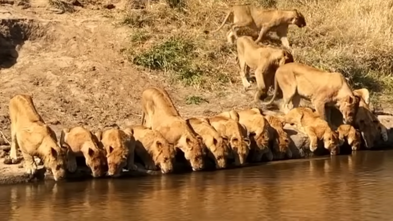 A pride of 20 lions aligns to drink water from a river bed in Malamala Game Reserve | Image: Screenshot from video by LatestSightings