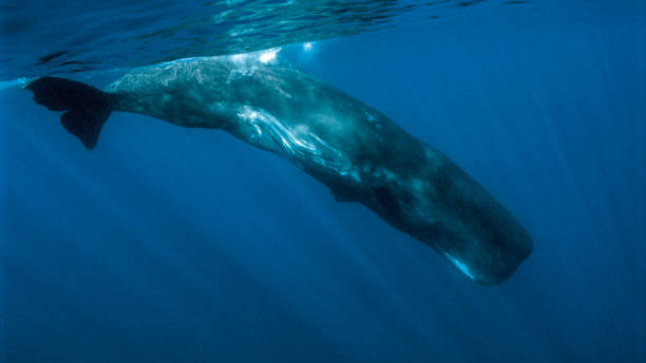 sperm whale