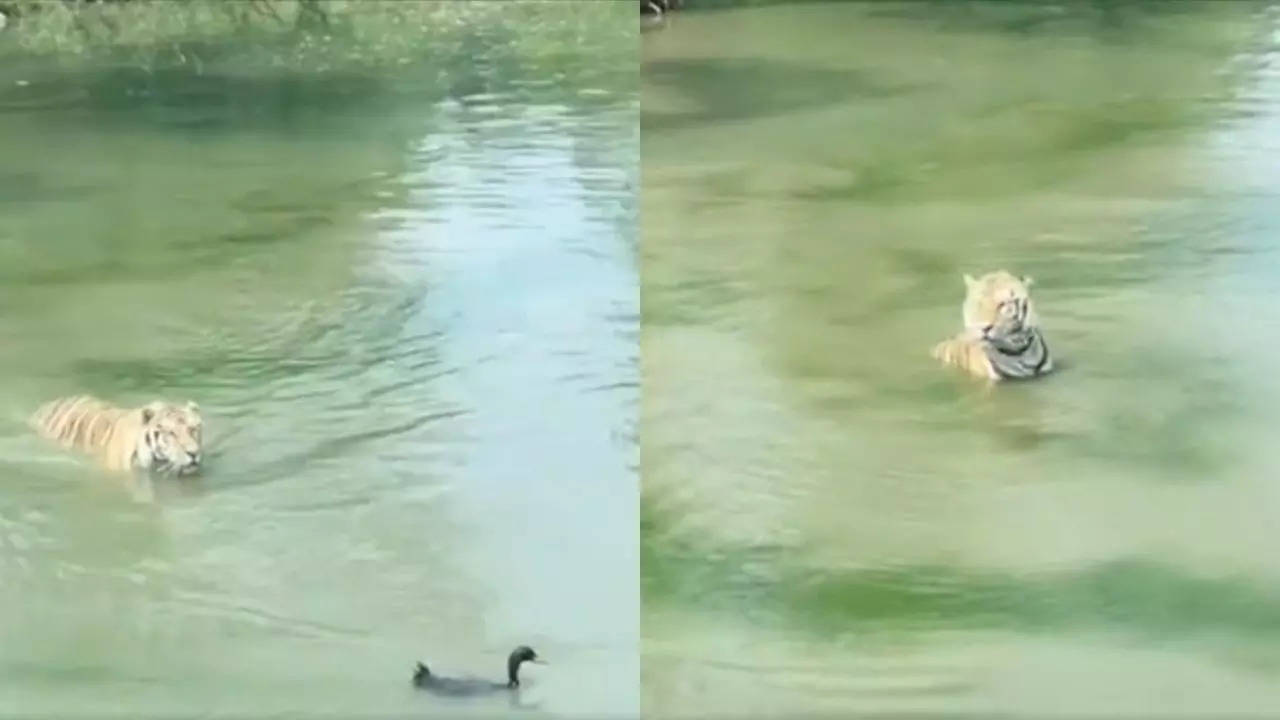 Clever Duck Leaves Tiger Confused (Image Credit: Twitter/@Buitengebieden)