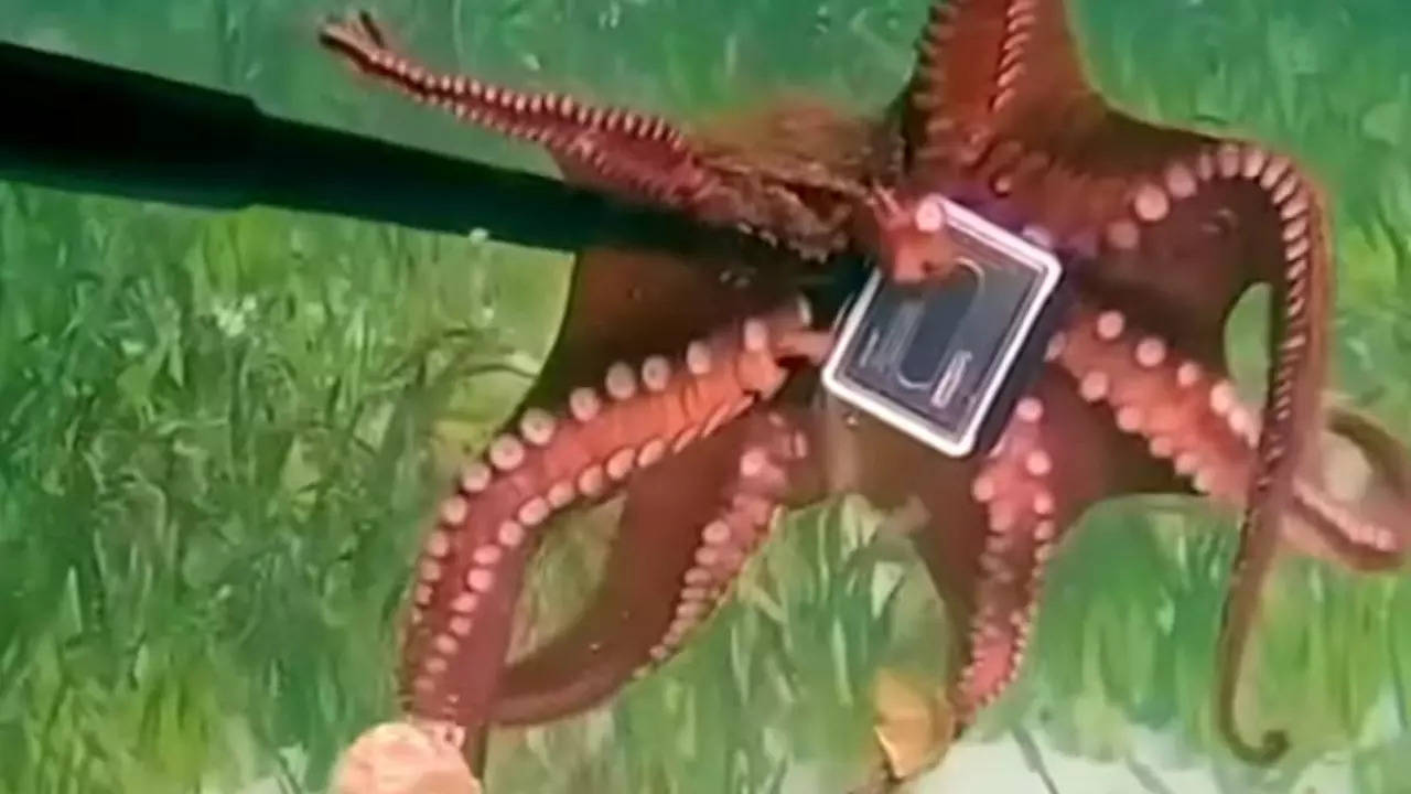 An Australian snorkeler attempts to retrieve the GoPro camera briefly stolen by a reef octopus | Screenshot via Riotact/Youtube