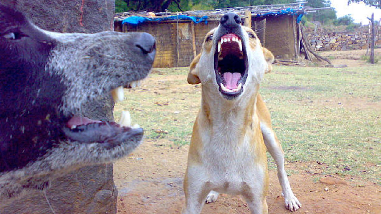 Heart-Wrenching Incident: 12-Year-Old Boy Fatally Attacked By Stray Dogs in Bundi District Of Rajasthan - Vimarsana News