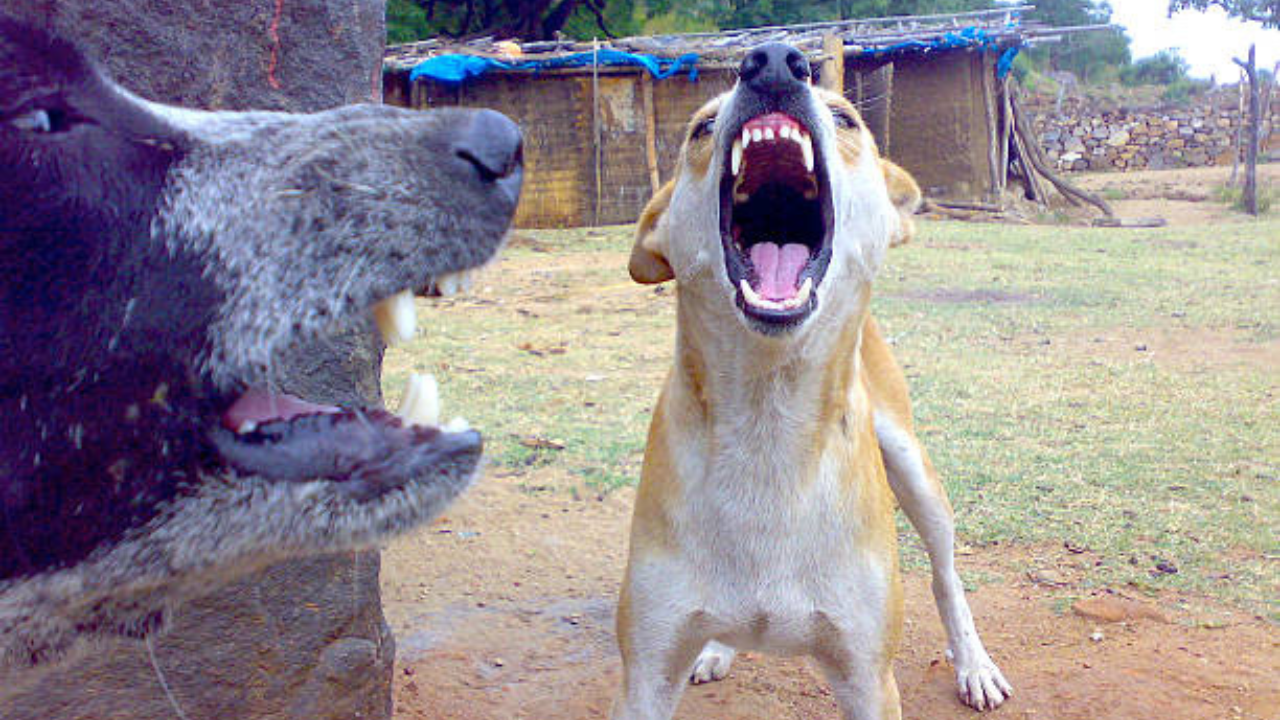 Stray Dogs Attacks Kid