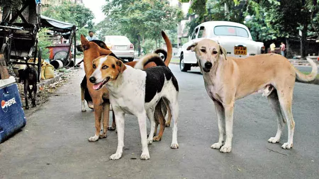 A Structured, Enduring Solution Required After Considering Various Aspects: SC On Stray Dog Menace