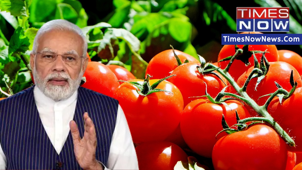 Tomato Prices To Subside? Modi Government Takes IMPORTANT Step to Bring Down Rising Prices of Tomato