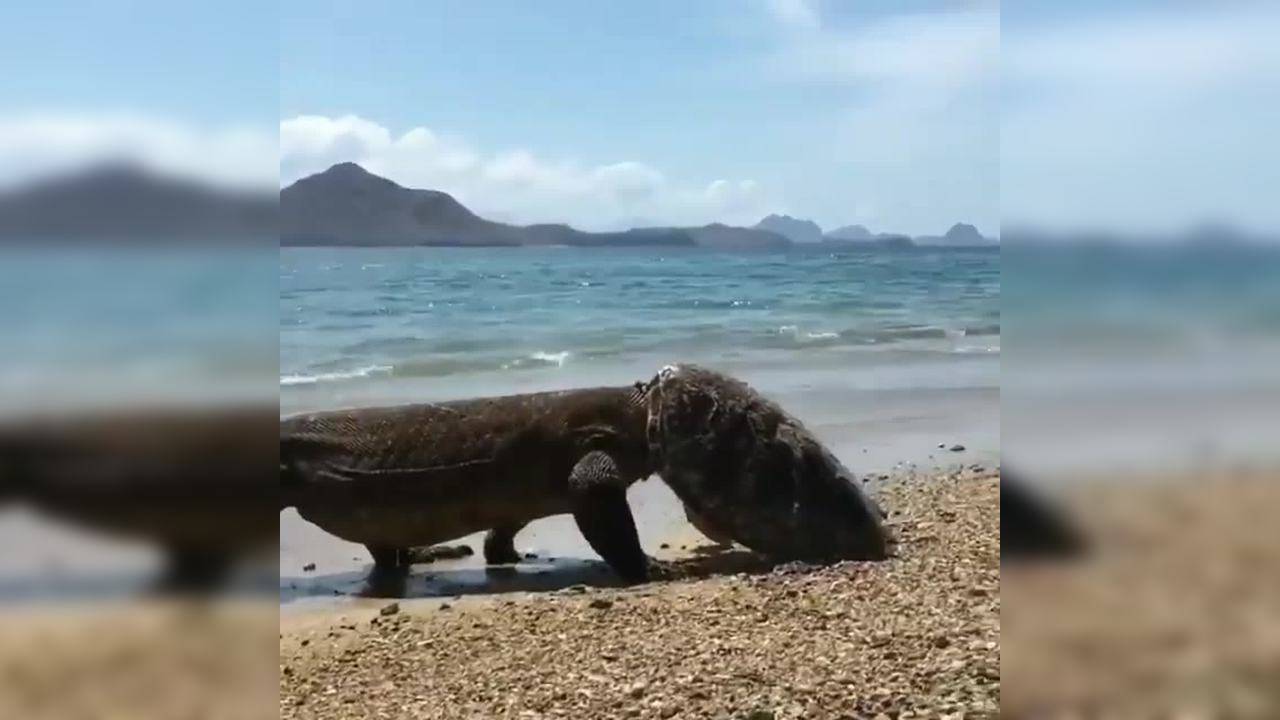 Viral Video: Komodo Dragon Wears Turtle’s Shell Like a Hat After Eating It