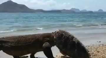 Viral Video: Komodo Dragon Wears Turtle's Shell Like a Hat After