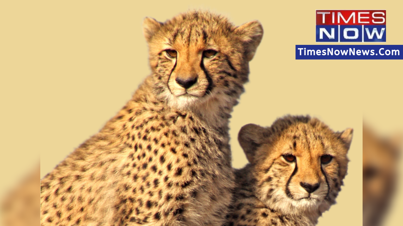 Seventh cheetah death in Kuno National Park: Why are India's Cheetahs dying? | EXPLAINED