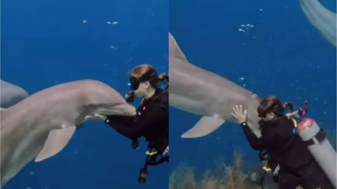 Dolphin And Woman Share Adorable Cuddle Session Underwater in Viral Video.  Watch