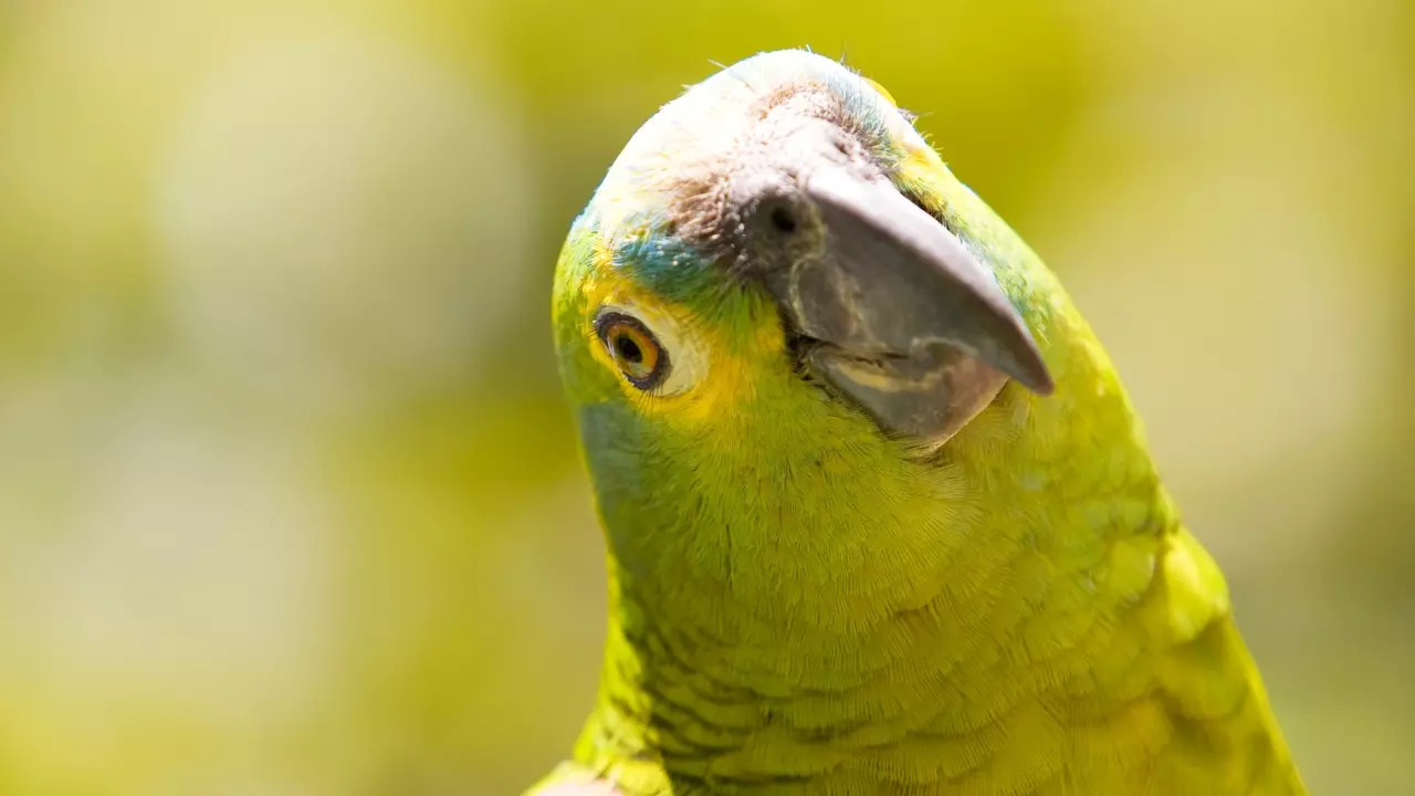 Essex police said a concerned neighbour called to report a possible incident involving a woman in distress after mistaking the parrot's sounds for screams | Representative image: Canva Pro